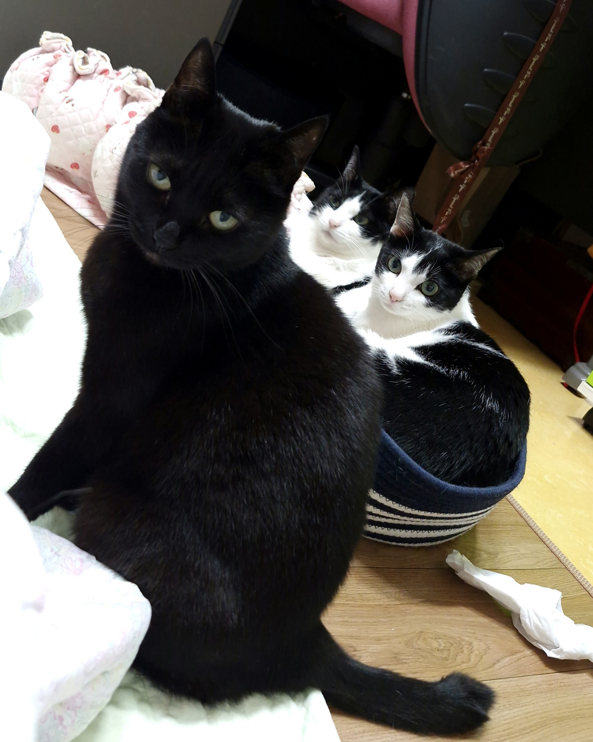 냥이 밥 주고 있음