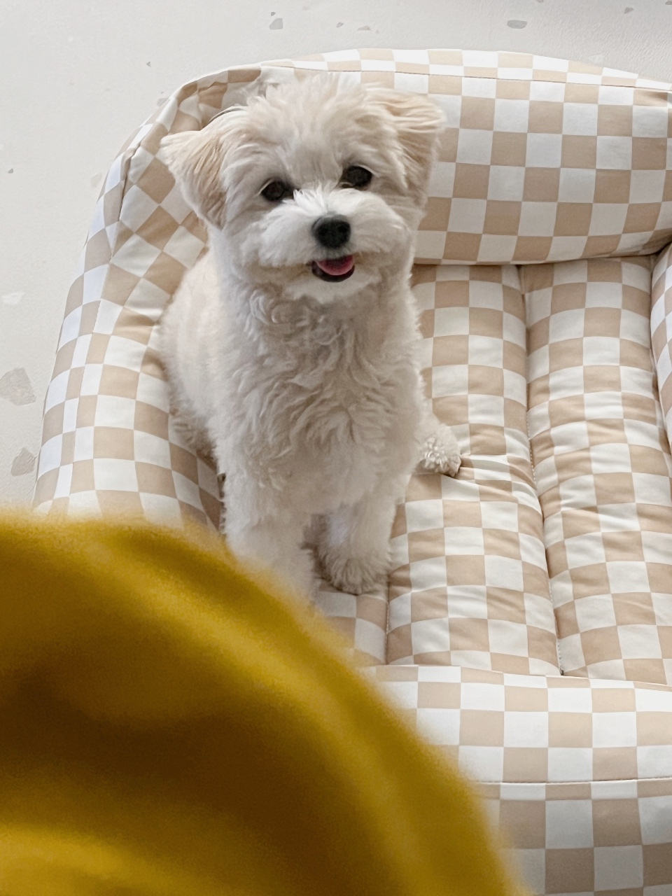 제일 사랑하는 사족보행 털보