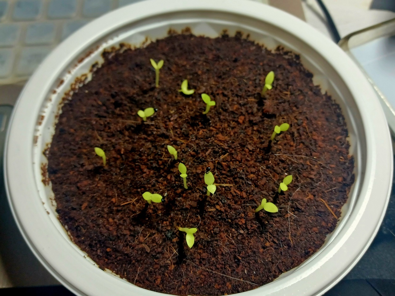 무슨 싹이게요^^