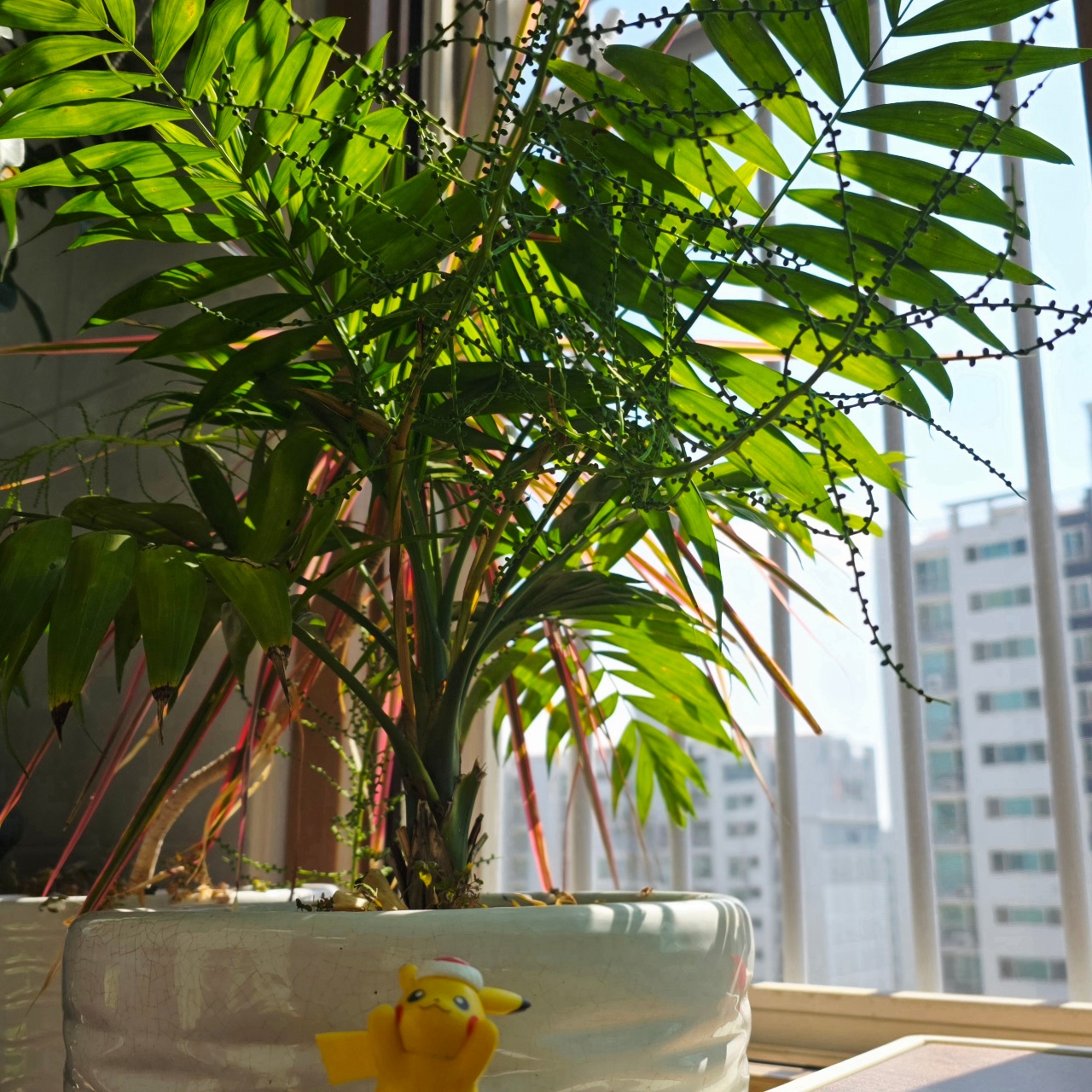 🌴 테이블야자 꽃망울