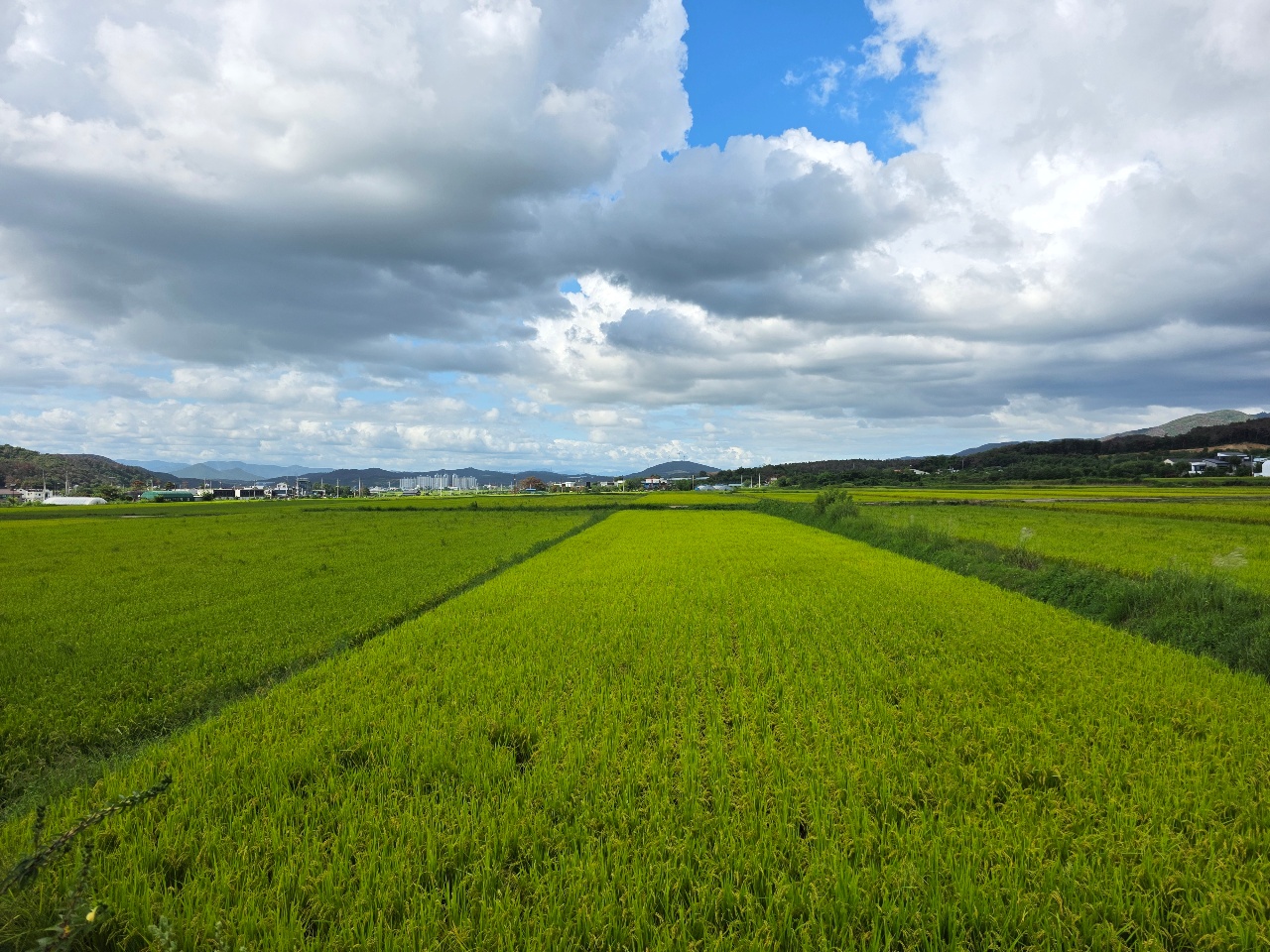 🌾 벼가 제법 익었네요