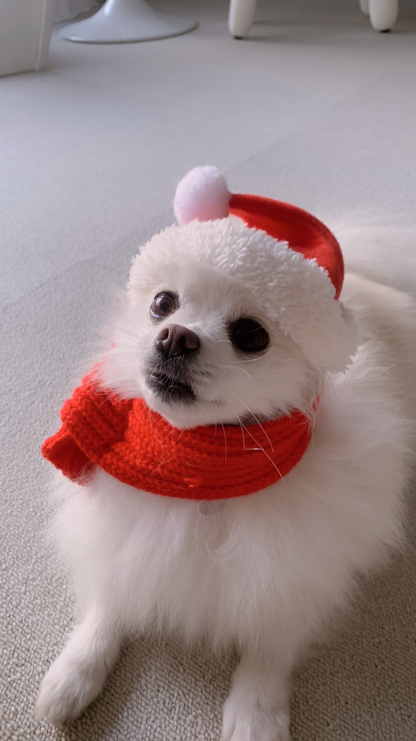 크리스마스 준비 하기🎅🏻🤍