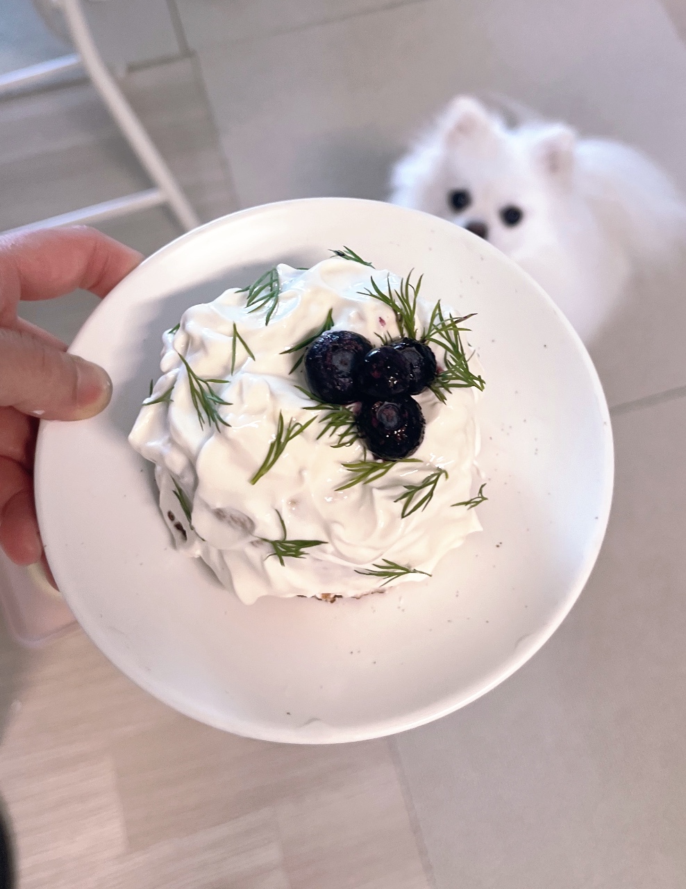 강아지 생일케이크