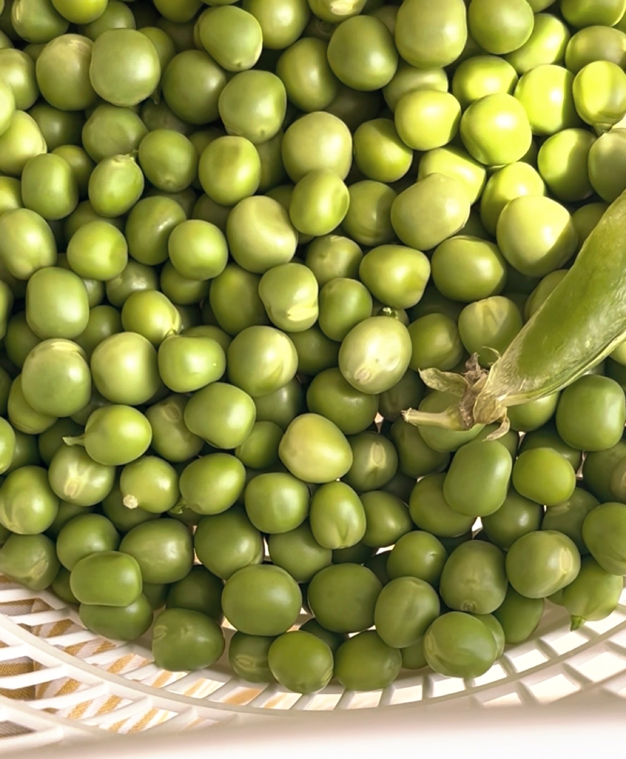 🫛완두콩 다듬기💚