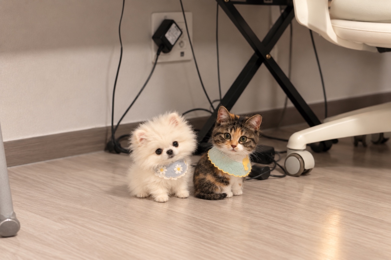 오늘멍냥이 지피티로 만든 쁘띠버전