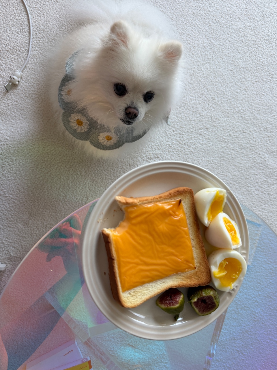 오늘털뭉치 빵순이 강아디