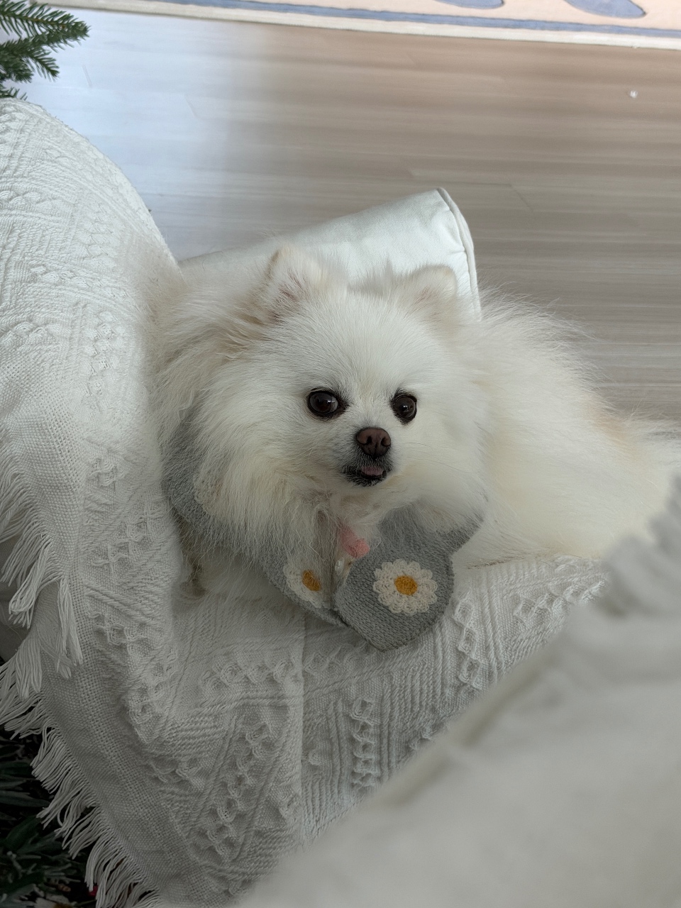 오늘 털뭉치 🐶🤍