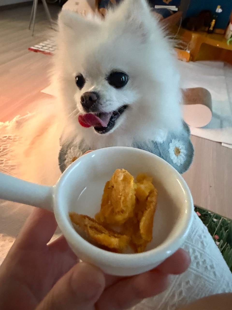 오늘털뭉치 올해 첫🍠고구먀 간식