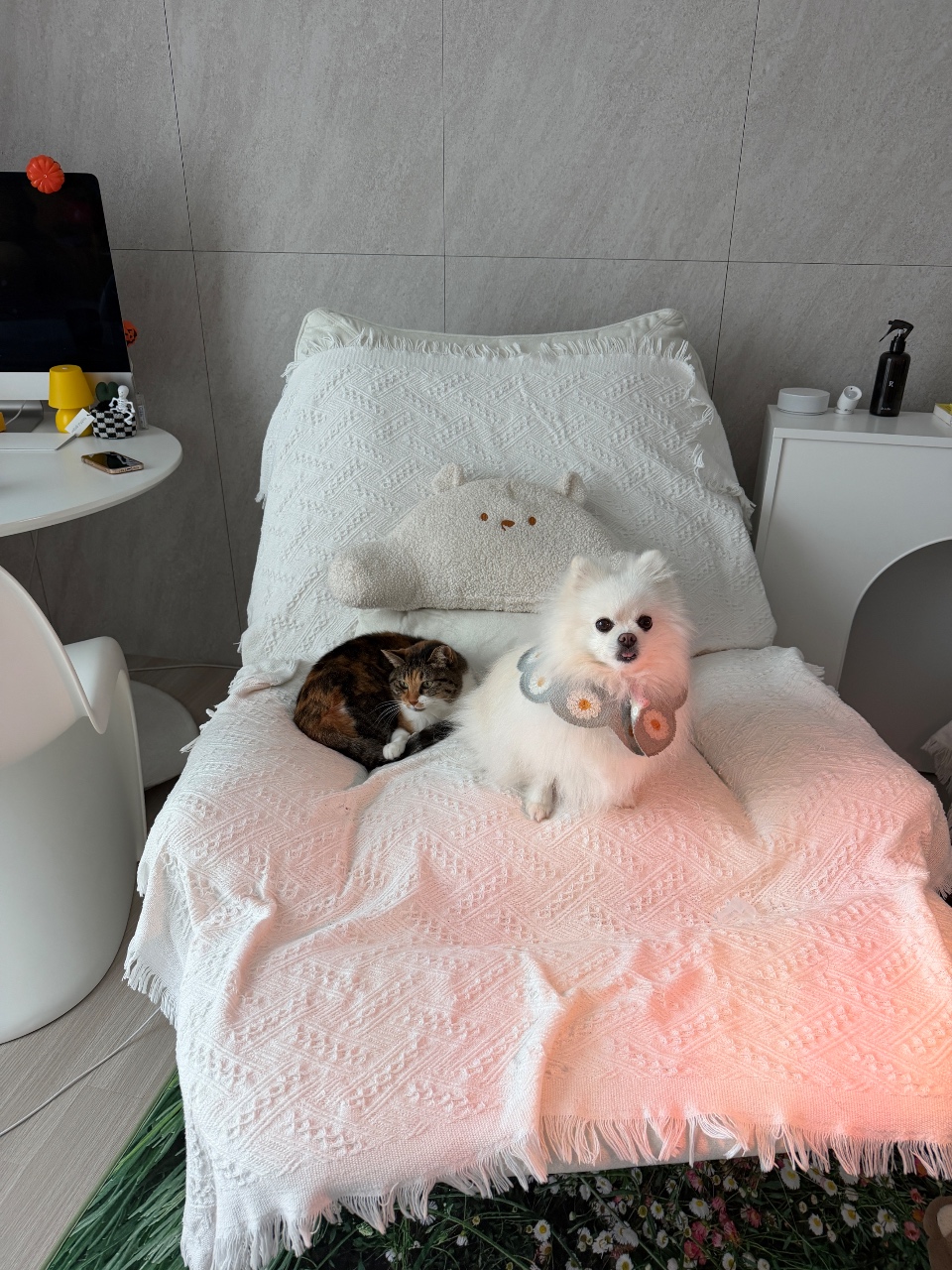 오늘털뭉치🥹💛