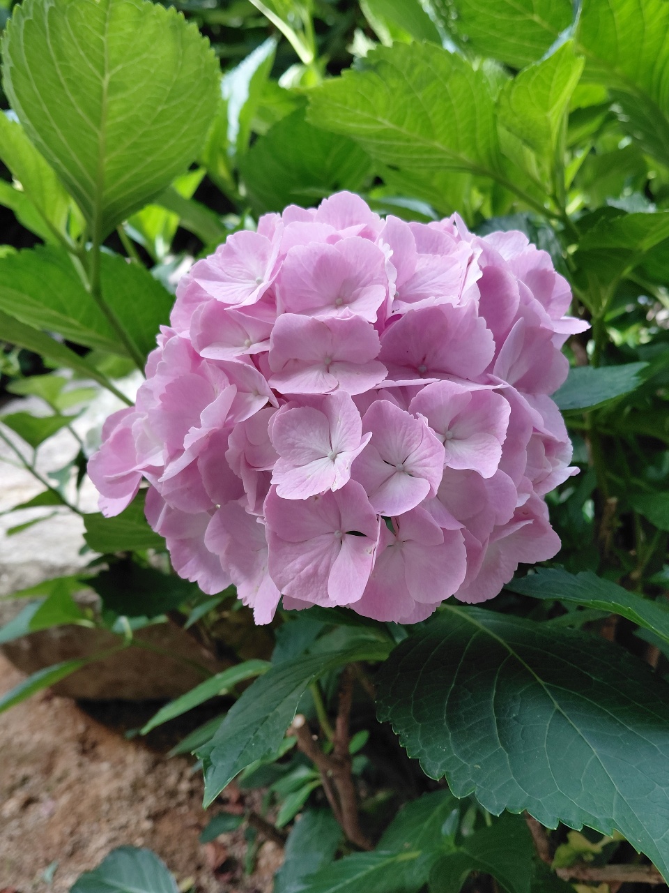 수국이 예쁜 날