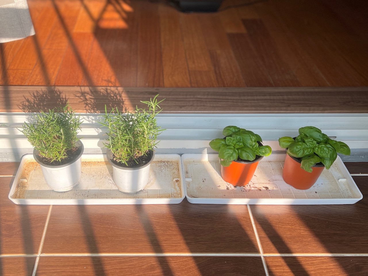 Welcome 🌿 