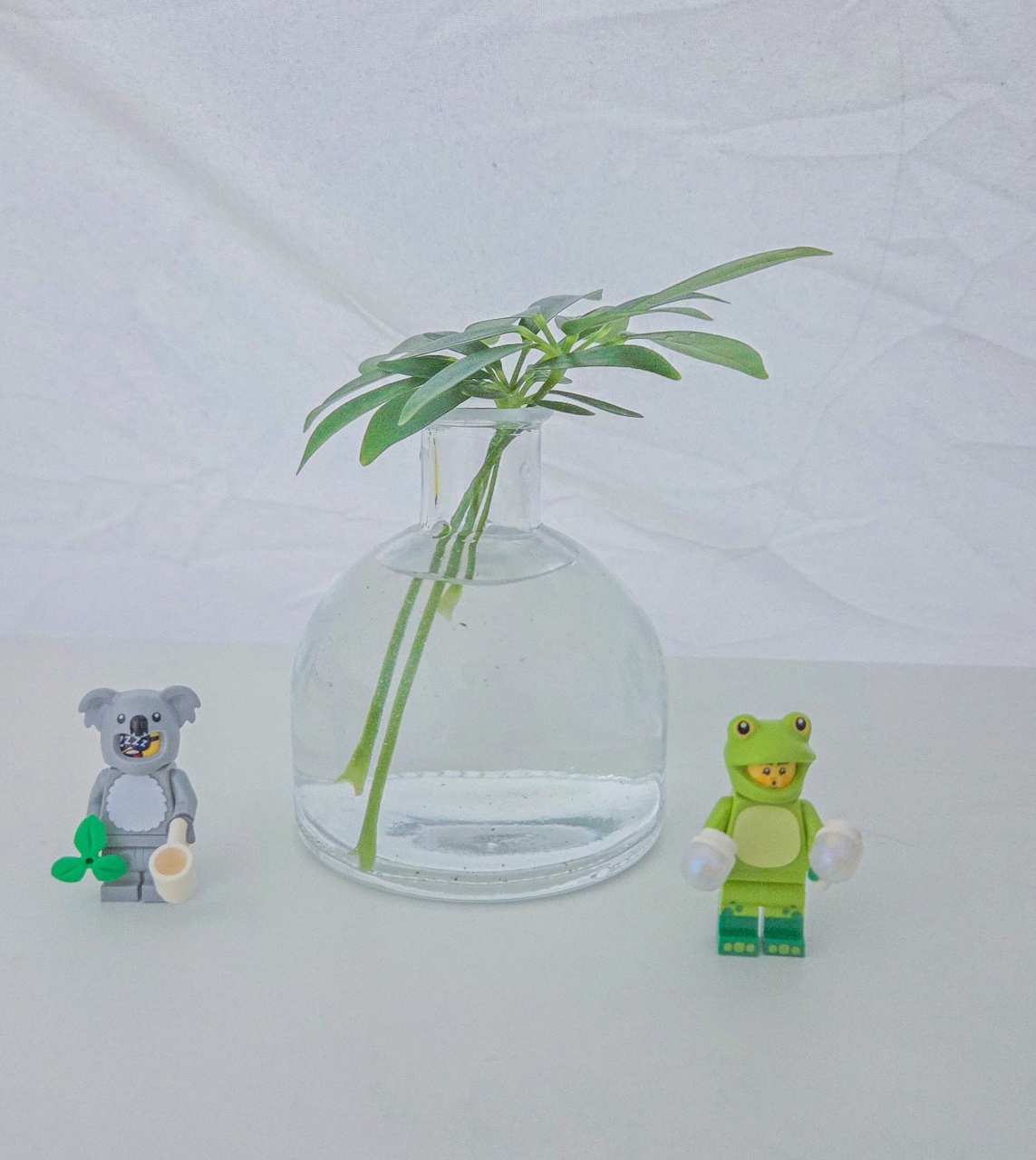 🍃 식모닝 홍콩야자