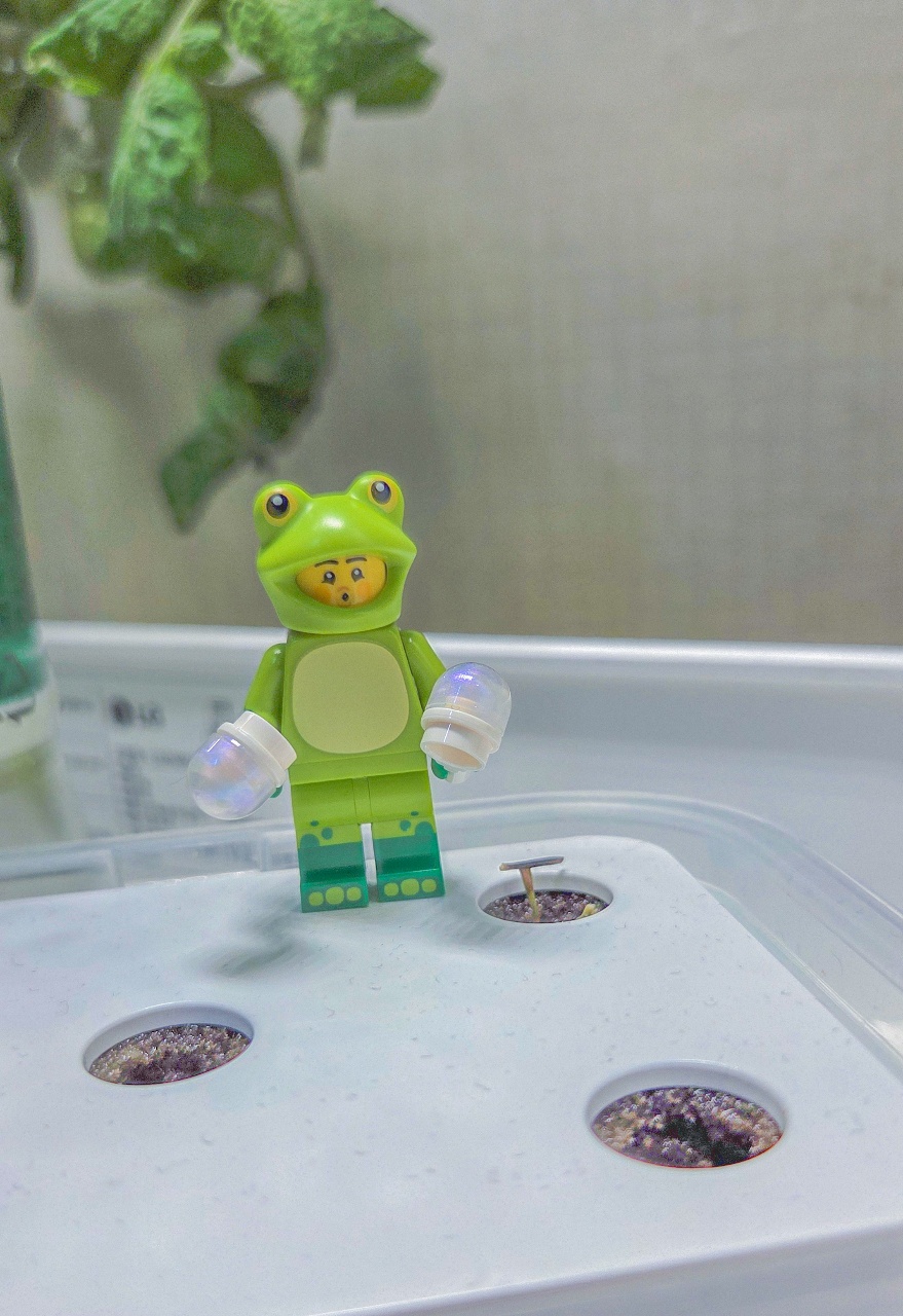 메리골드 🌱 