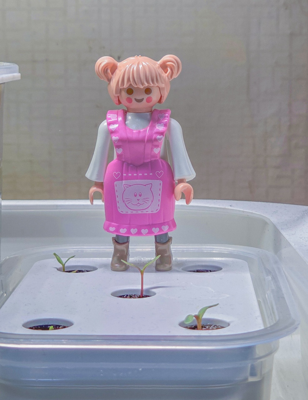 🌼 메리골드 쑥쑥 