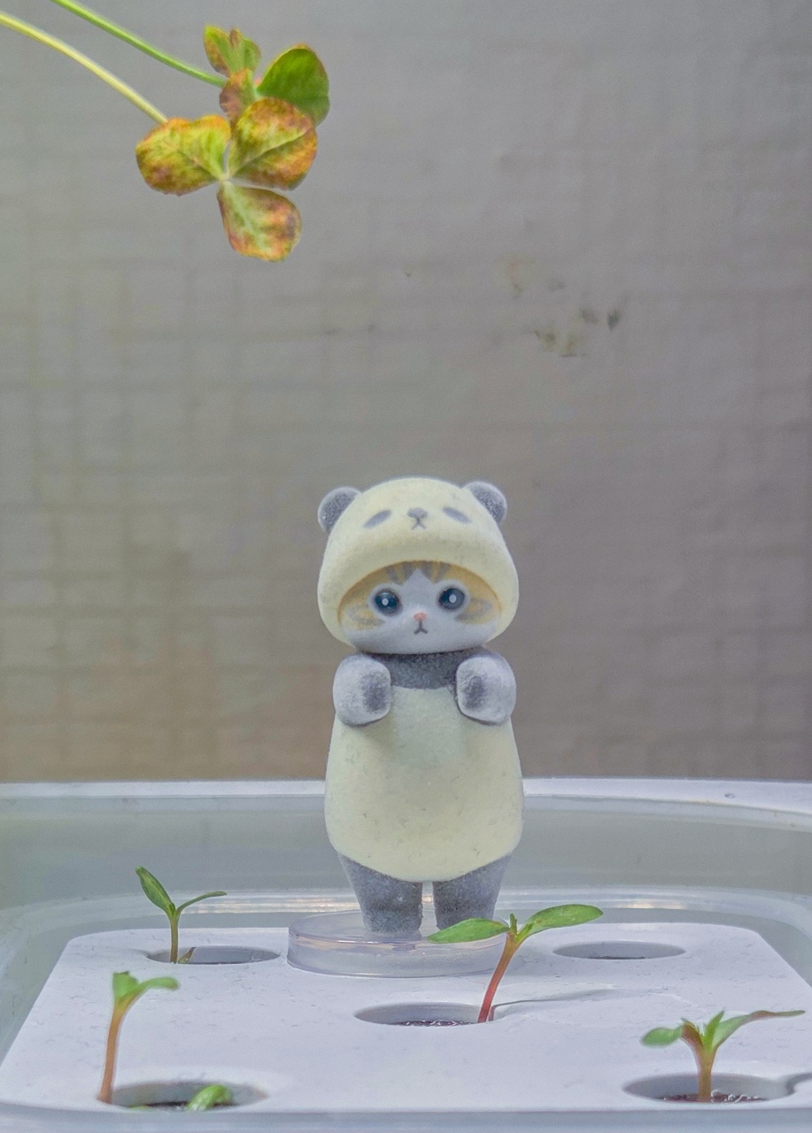 식모닝 🌱 