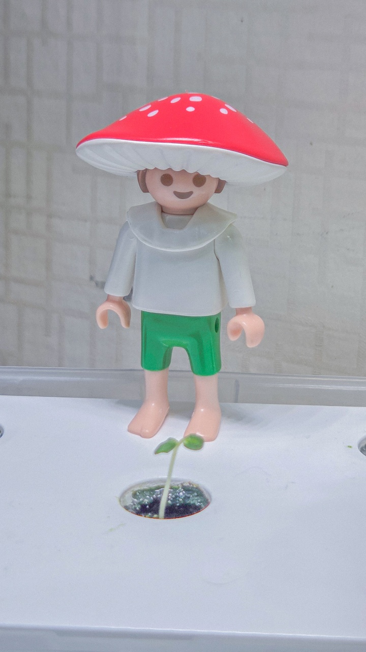 🌱로즈마리