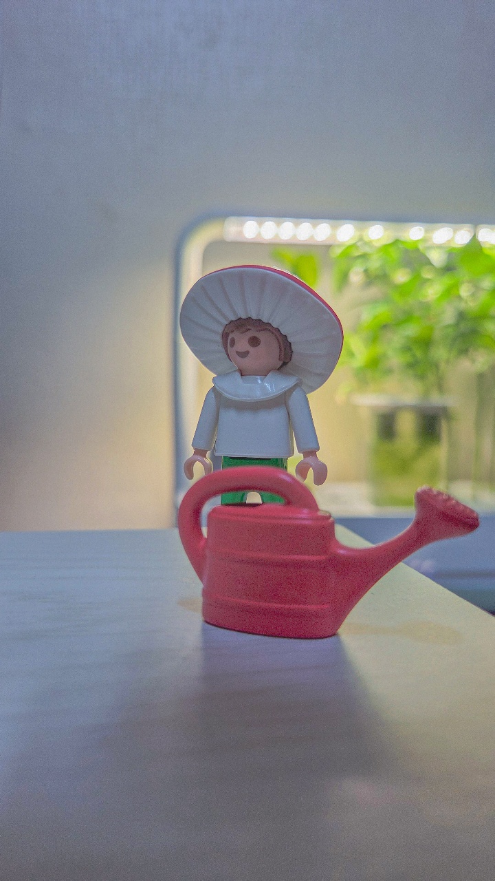 🪴오늘 루꼴라