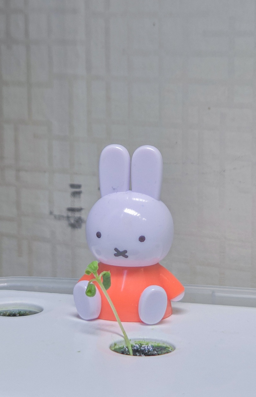 🌱 식모닝 