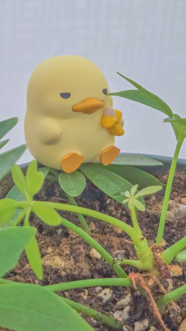 🪴 오늘 홍콩야자