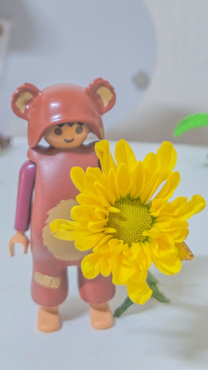  🌼 국화꽃 
