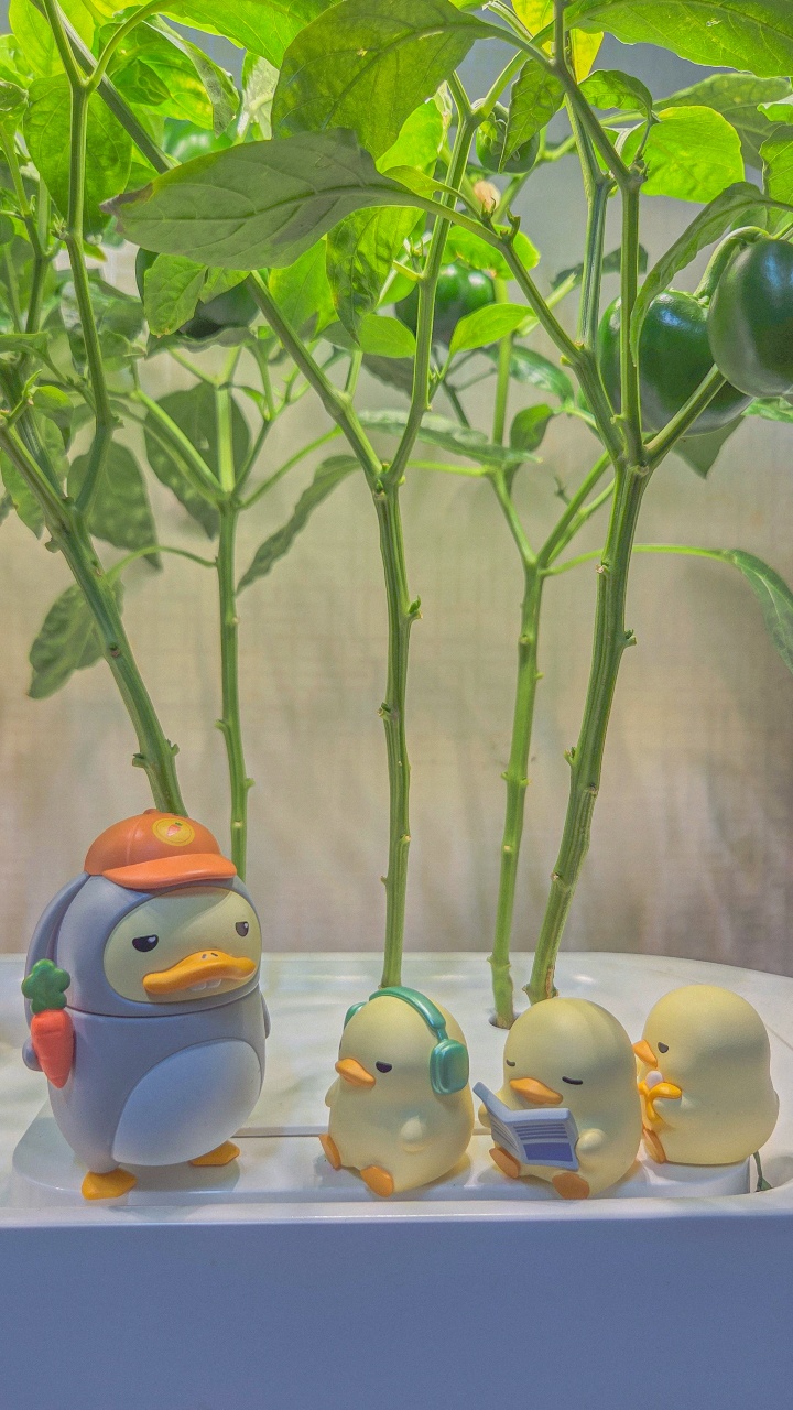 🪴식모닝 