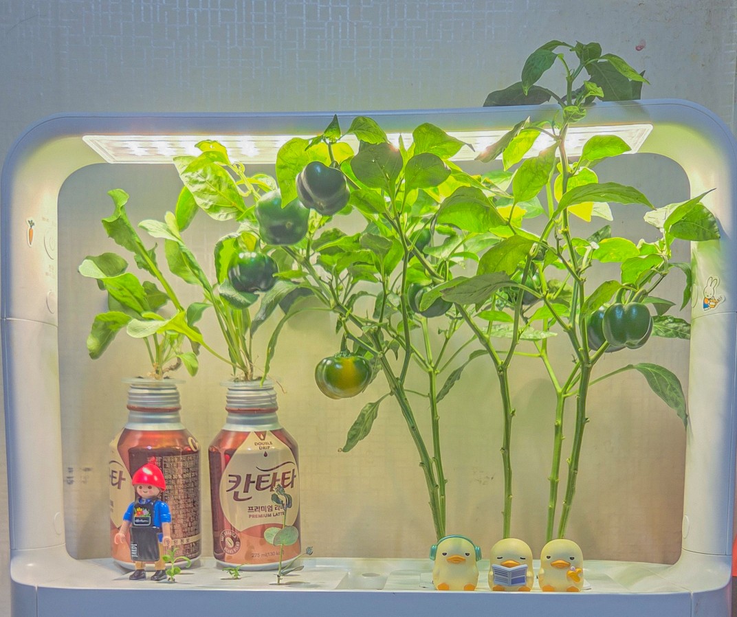 🌱 오늘 바질