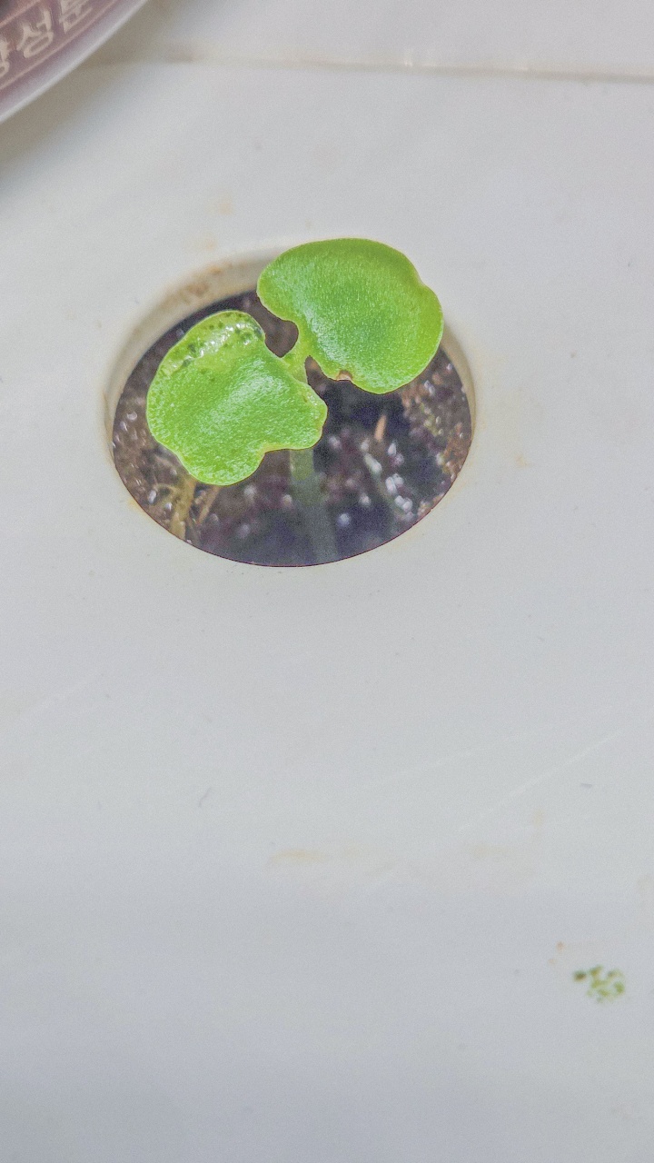 🧑‍🌾식집사 아이템(화분)