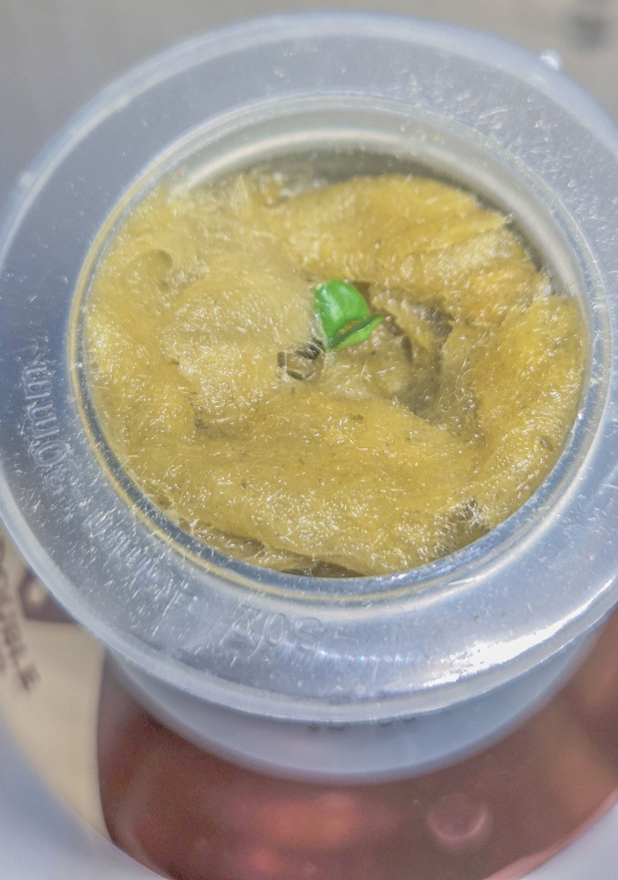 🌱 오늘 바질