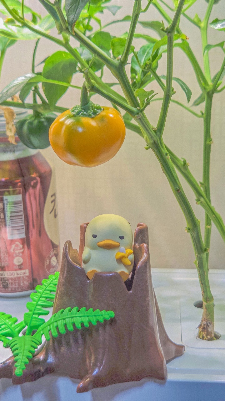 🪴방구석 텃밭