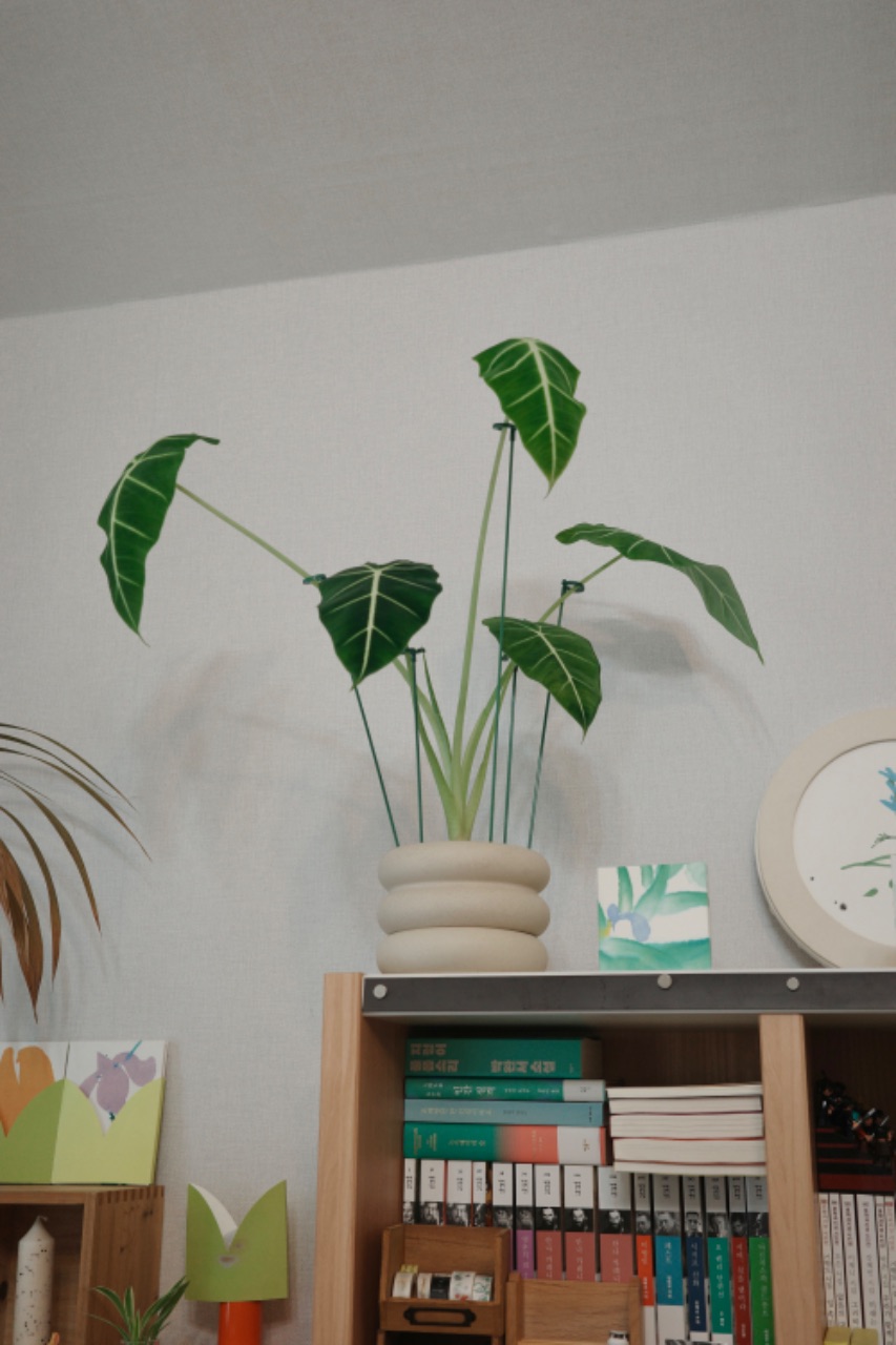알로카시아 그린벨벳 근황 🌿