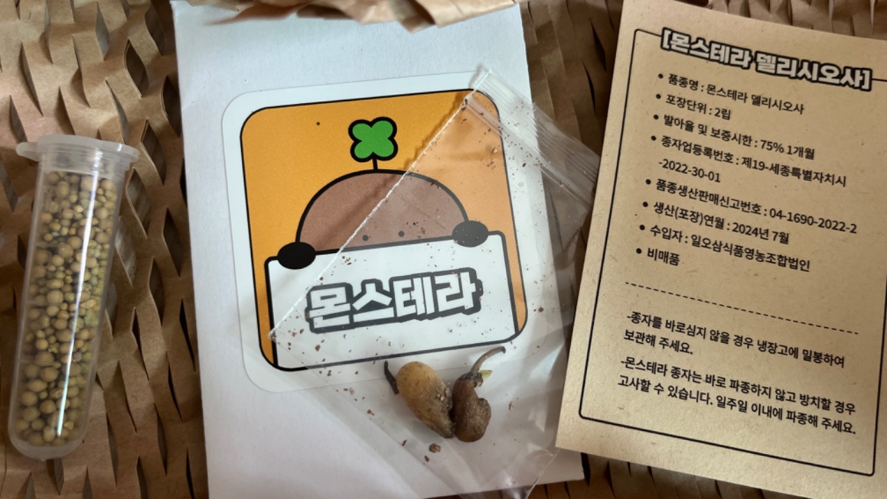 몬스테라 씨앗을 보다니😍