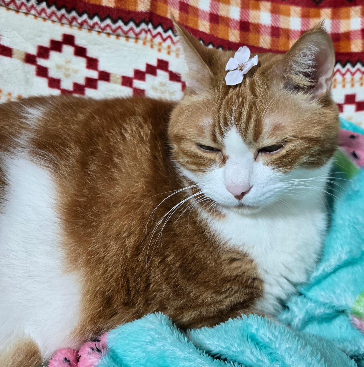 꽃냥이 포차🌸😻