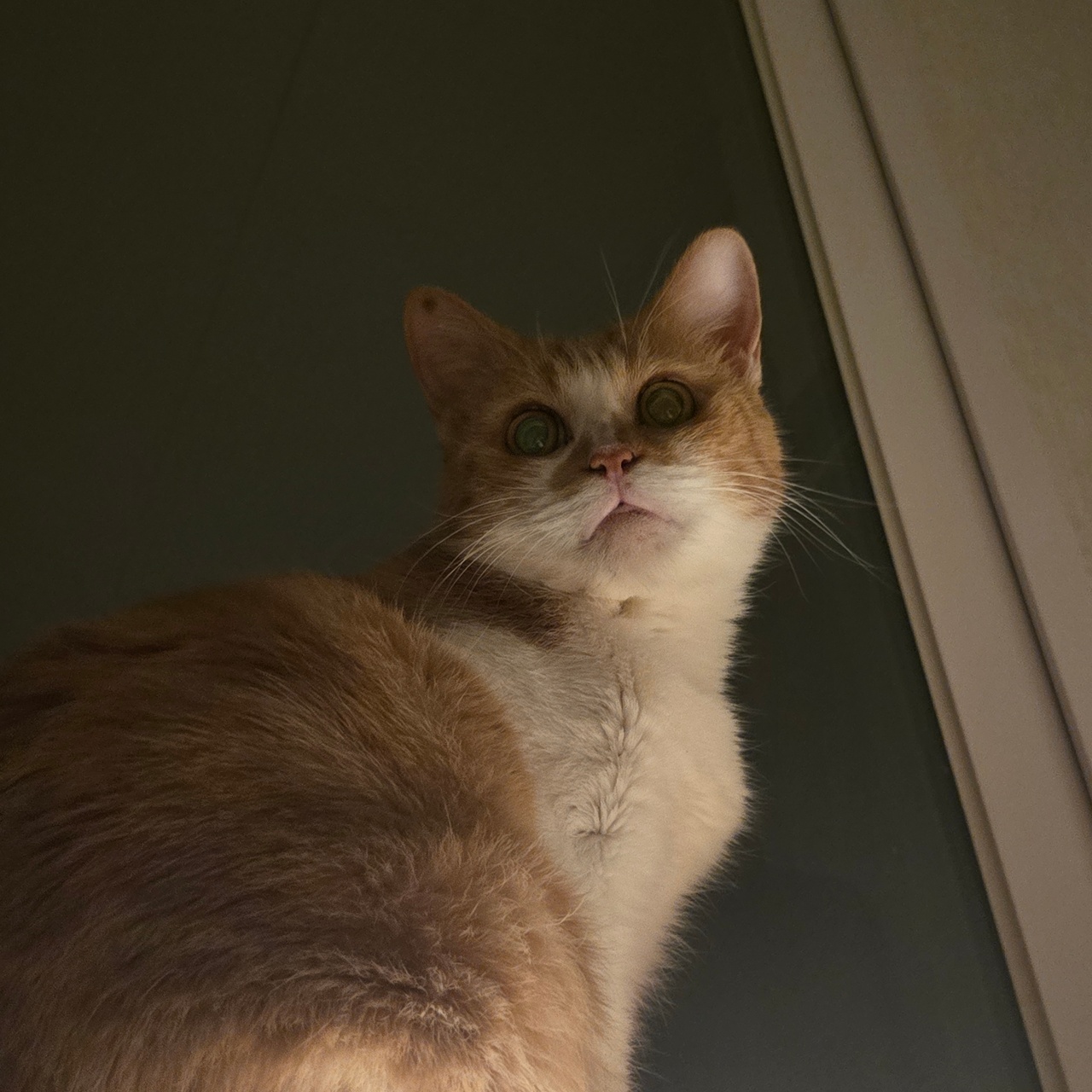 모든것을 꿰뚫어보는 고양이👀🙀