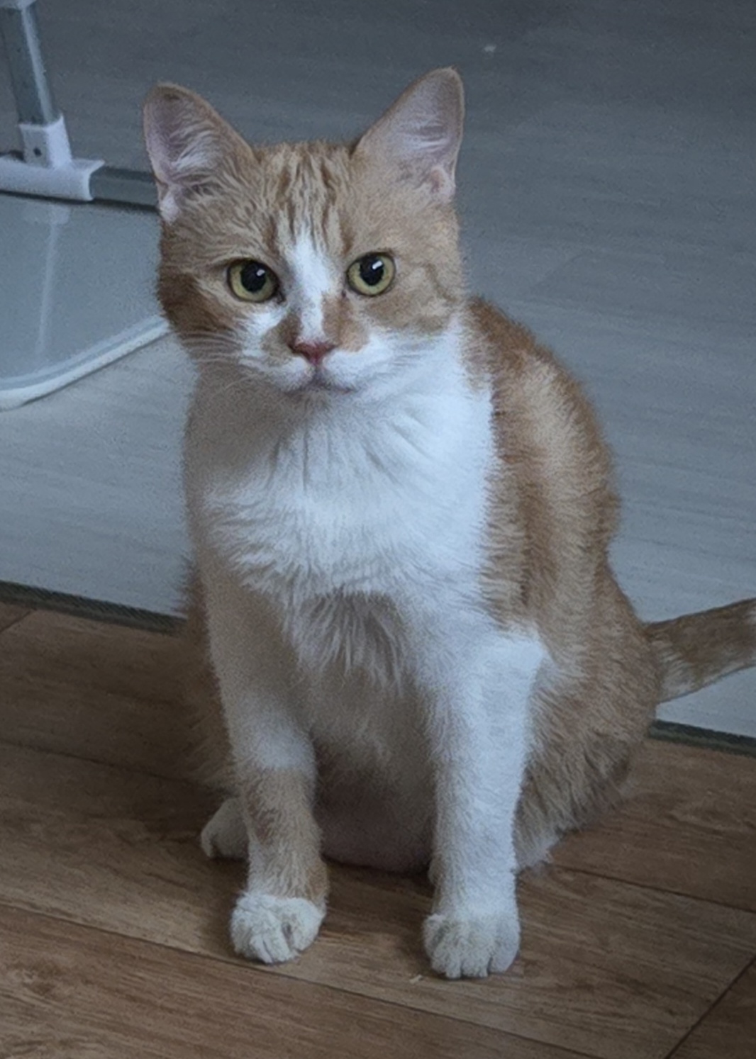 바라는게 있는 애포냥이🥺😻