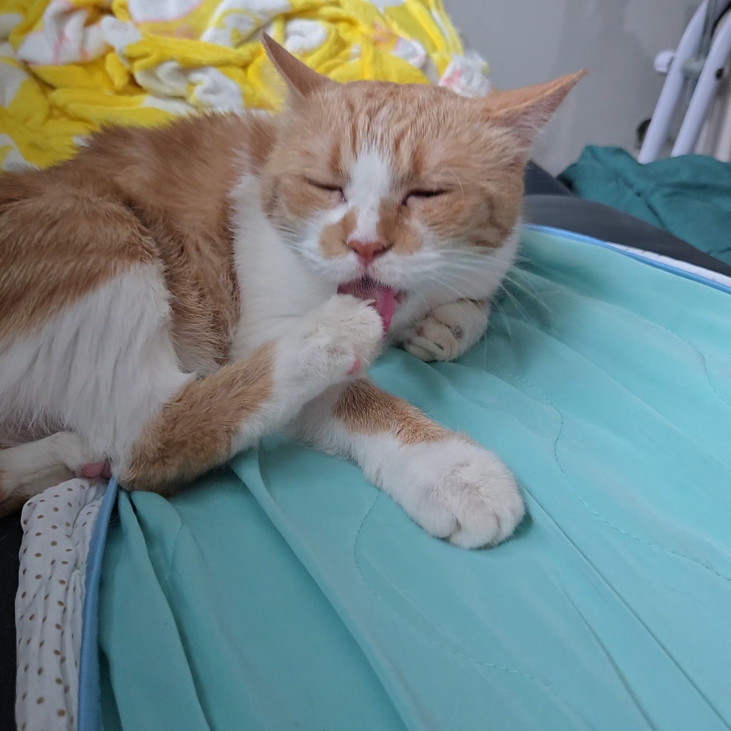 발톱먹는 애포냥이🐾😸
