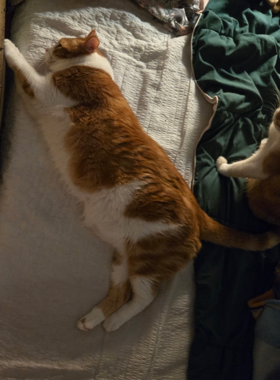 길쭉한 포차냥이🐈🐈