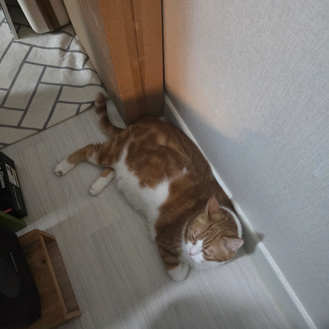 길막냥이 포차😼😼
