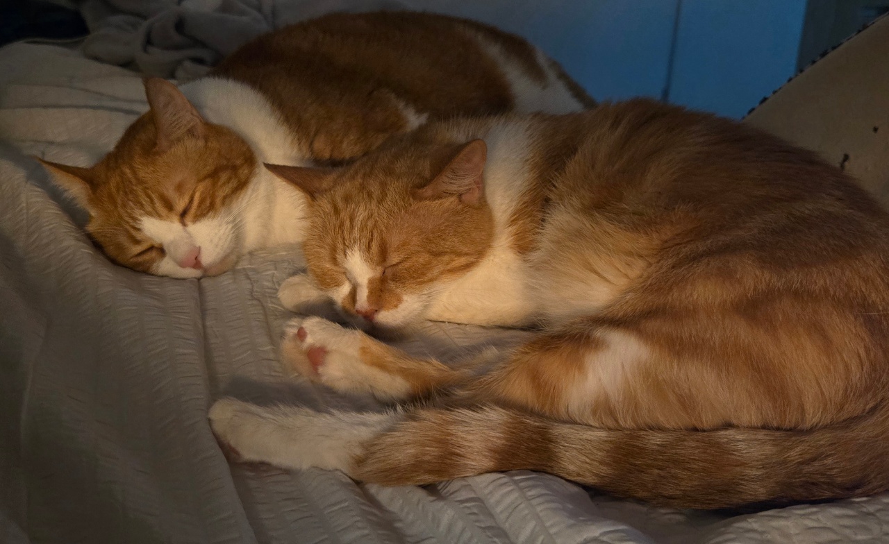 코자는 아가 고양이들😴😻