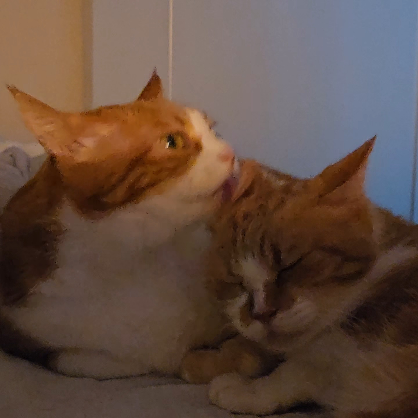 오늘도 바쁜 남매냥이들😻😻