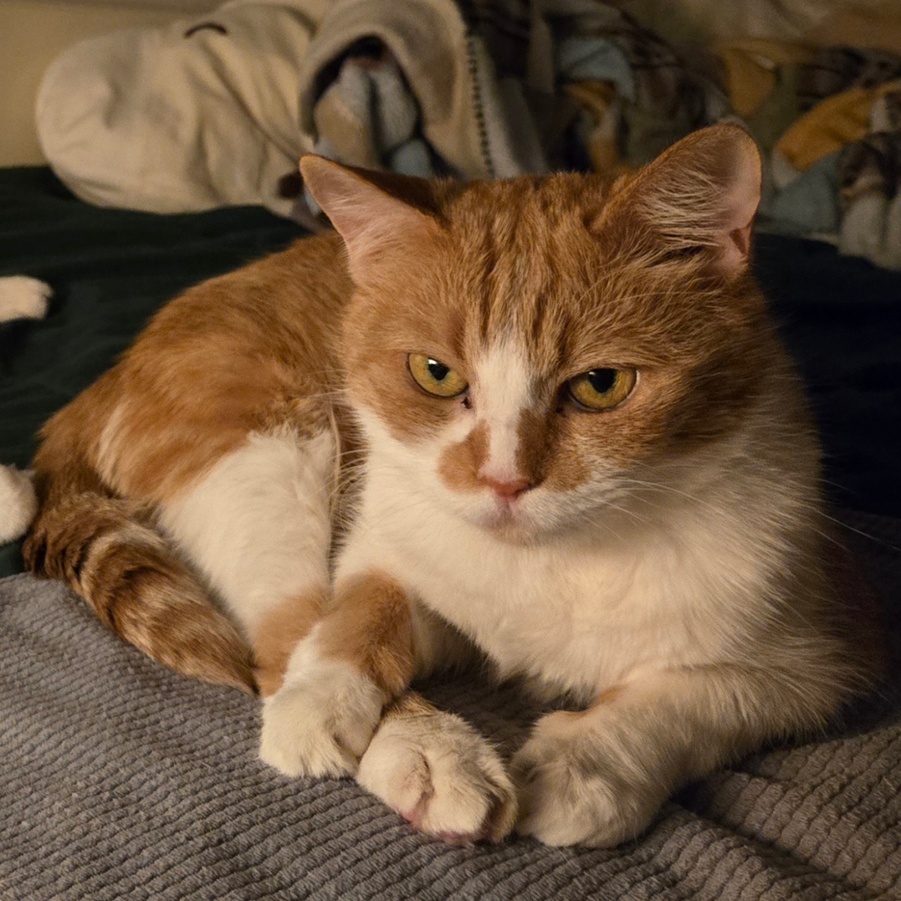 행복한 애포냥이😻😻