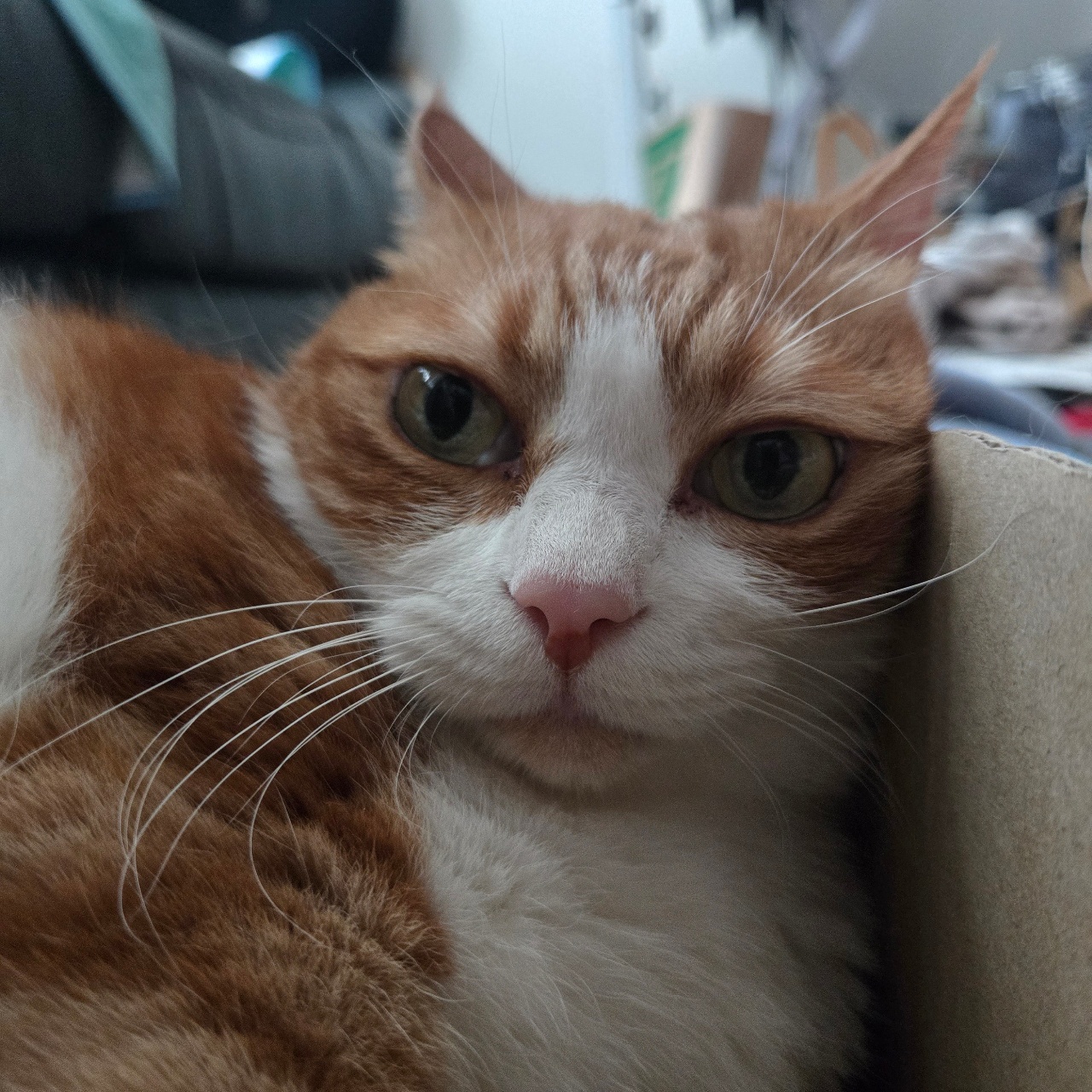 얼굴이 가까운 포차냥이🫪🫪