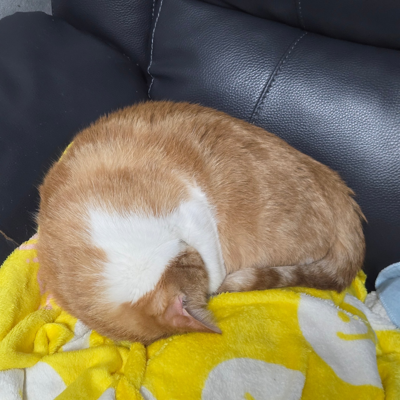 똥글똥글 애포냥이
