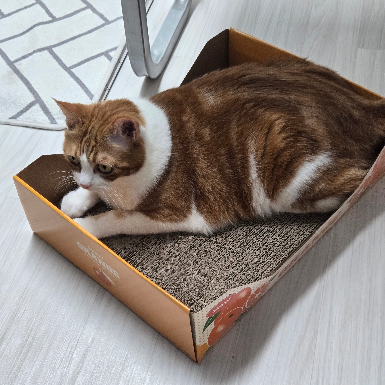방해하는 포차냥이😼😼