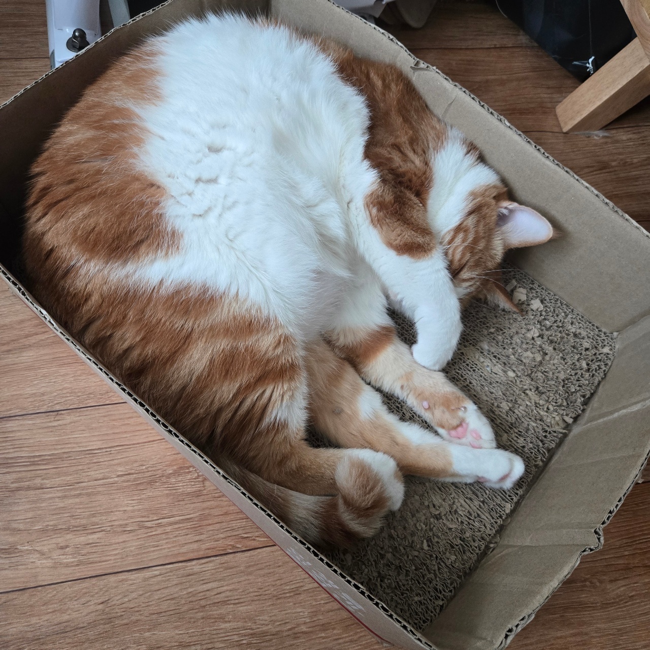 코자는 포차냥이😴😴