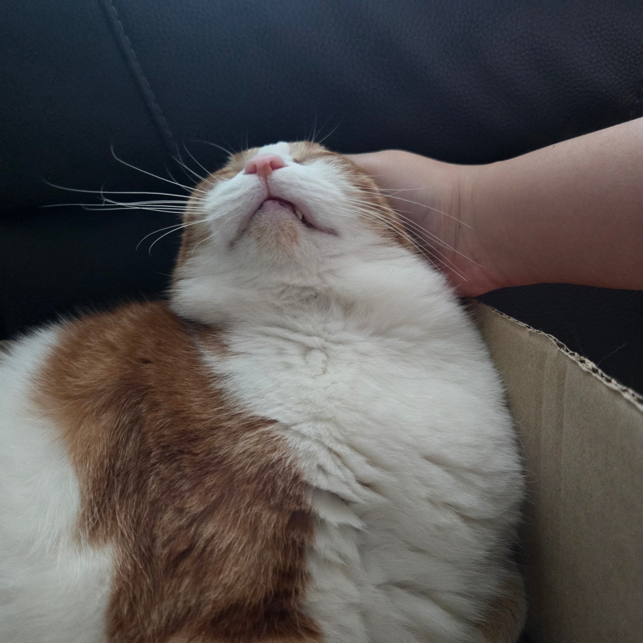 포차냥이 이뻐해주기😘😘