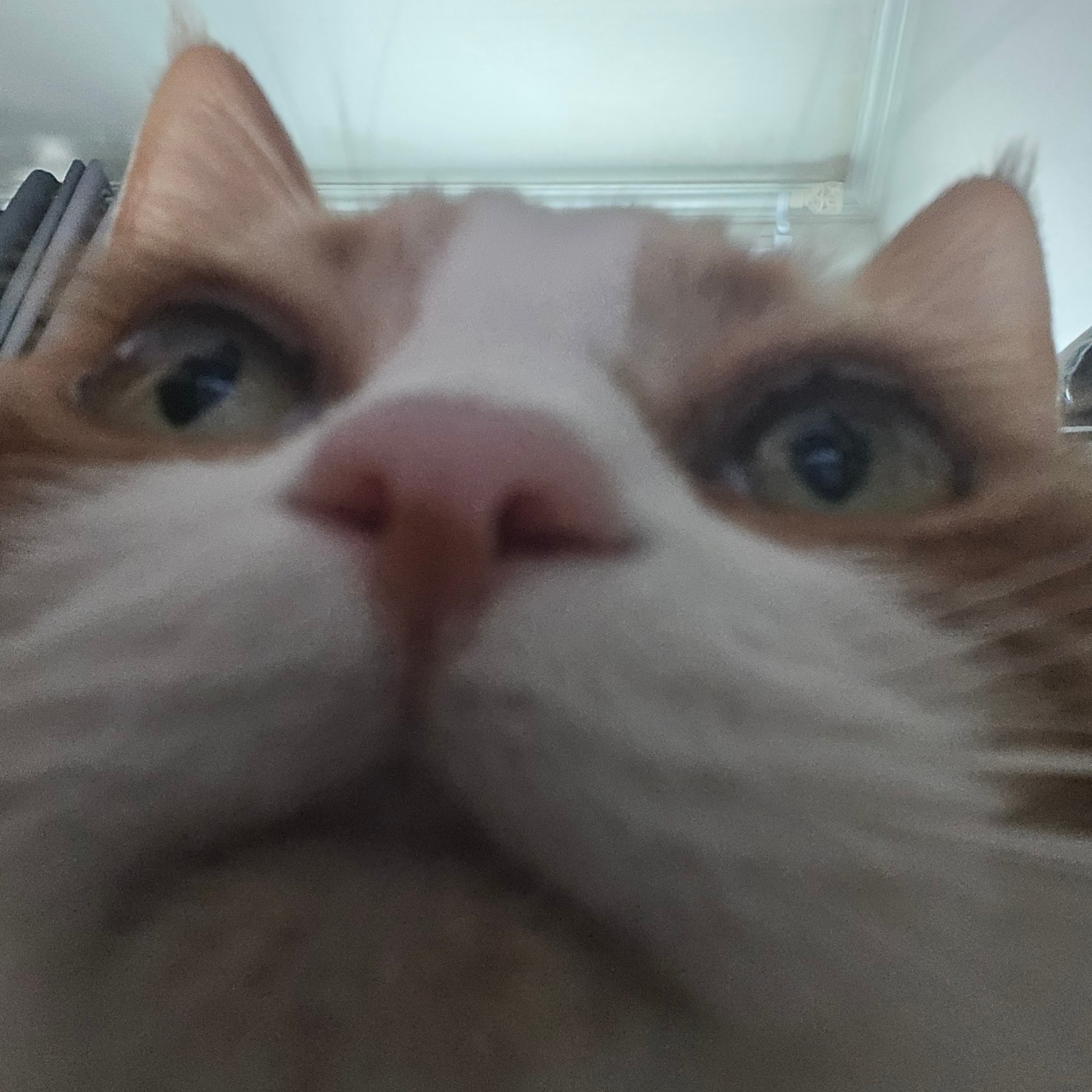 짱큰포차냥이😻😻