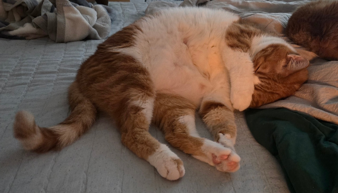 코자는 포차냥이😴🛌😻