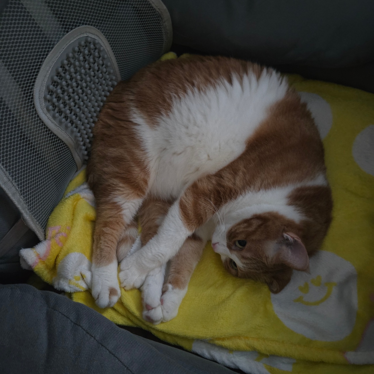 이상한 집사를 바라보는 포차냥이