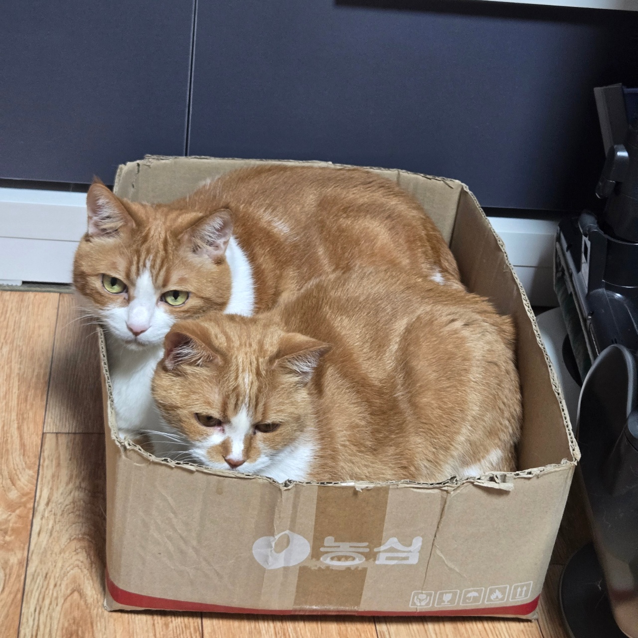 좁다...좁아...😿😻