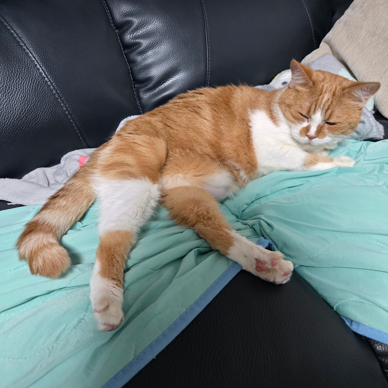 뱃쨜로 유혹하는 애포냥이😻😻